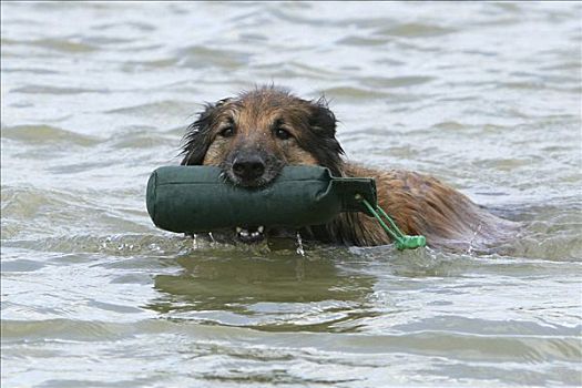 母狗,游泳