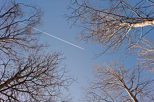 树,蓝天,飞行云,瑞典,欧洲