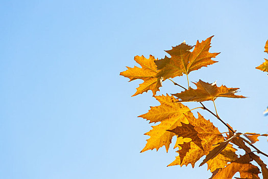 深秋的蓝天下,逆光中的法国梧桐树叶金灿灿的,热情似火