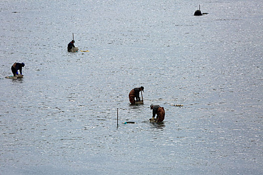 山东省日照市,踏进齐腰深的水里,渔民在入海口淘蛤蜊苗
