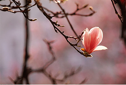 木兰,花