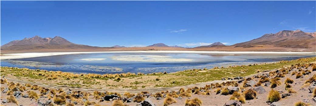 火烈鸟,湖,南方,局部,玻利维亚