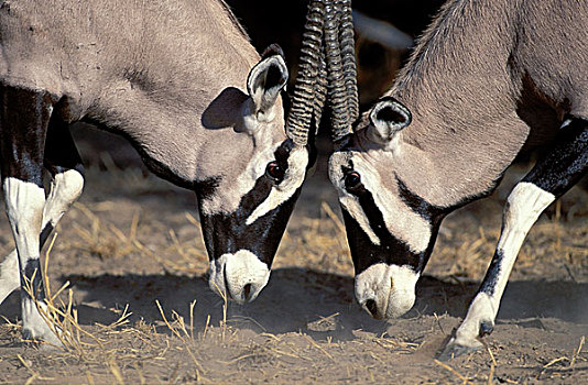 南非大羚羊,羚羊,争斗,雄性,卡拉哈迪大羚羊国家公园,南非,非洲