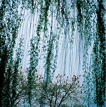 西湖风景