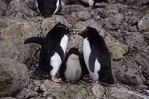 福克兰群岛,新,凤冠企鹅,一对,幼禽