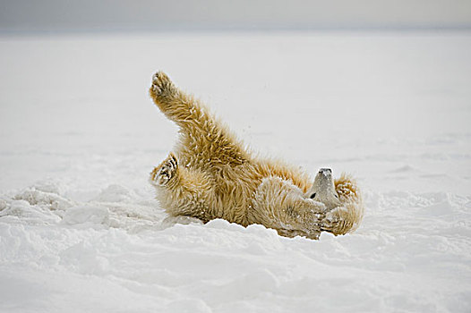 北极熊,幼兽,浮冰,区域,北极,阿拉斯加,冬天
