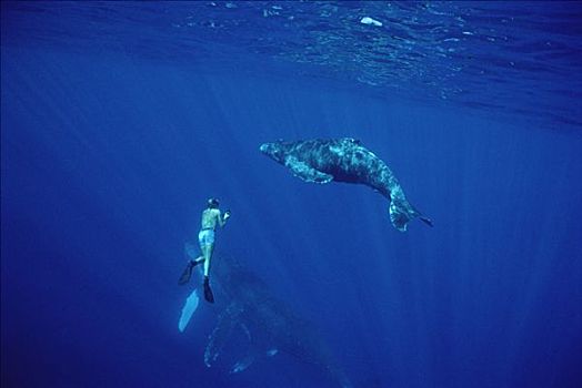 潜水,游动,驼背鲸,大翅鲸属,鲸鱼,夏威夷