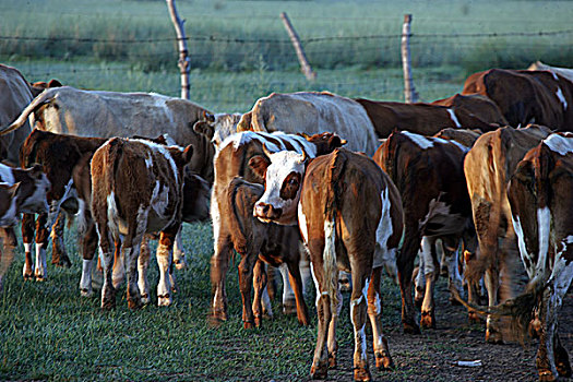 内蒙草原上的牛群