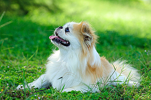 京巴犬