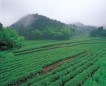 浙江,茶,陆地