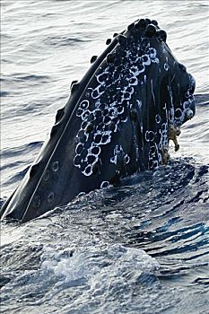夏威夷,驼背鲸,大翅鲸属,鲸鱼,鲸跃,使用,向上