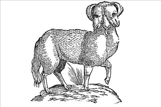 木刻,矿,羊羔,1642年,文艺复兴