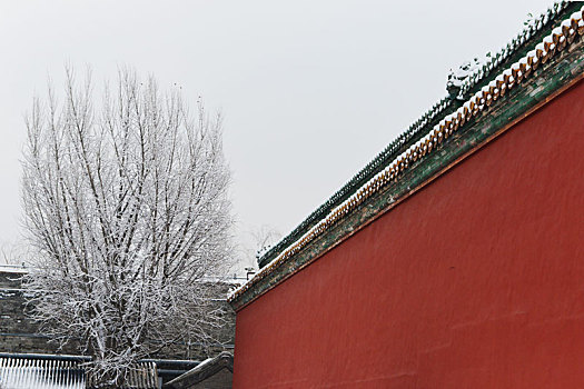 雪树红墙