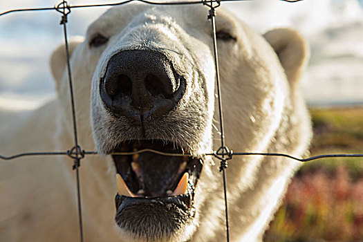 北极熊,咀嚼,栅栏,靠近,丘吉尔市,曼尼托巴,加拿大