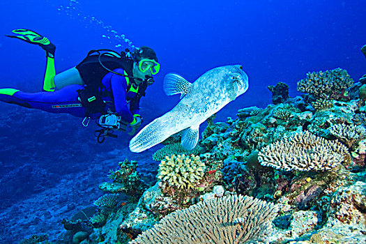 潜水,注视,大,河豚,贝卡岛,南方,维提岛,斐济,南太平洋