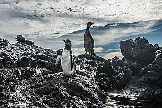 加拉帕戈斯,企鹅,鸬鹚,休息,石头,厄瓜多尔