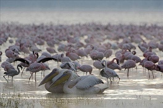 清晨,纳库鲁湖,白色,鹈鹕,白鹈鹕,肯尼亚,非洲