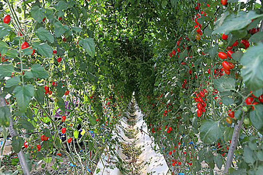 西红柿,农场