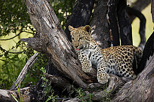 豹,4个月,老,幼兽,卧,树上,纳米比亚