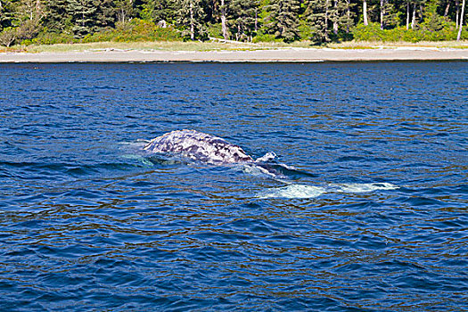 加拿大,环太平洋国家公园,自然保护区,西海岸小径,灰鲸