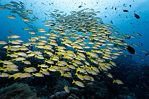 大,鱼,蓝色,鲷鱼,四带笛鲷,上方,珊瑚礁,大堡礁,昆士兰,太平洋,澳大利亚,大洋洲