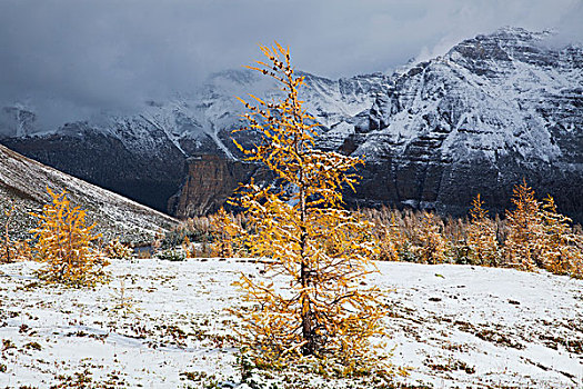 山谷,落叶松属植物,靠近,冰碛湖,班芙国家公园,艾伯塔省,加拿大