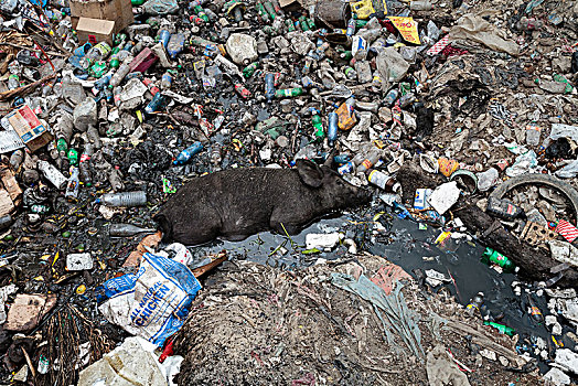 猪,卧,垃圾,垃圾堆,太子港,海地,中美洲