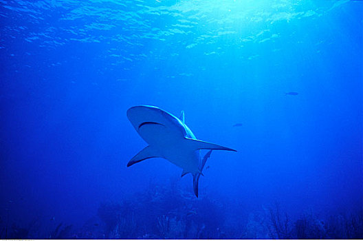 水下视角,鲨鱼,巴哈马,岛屿