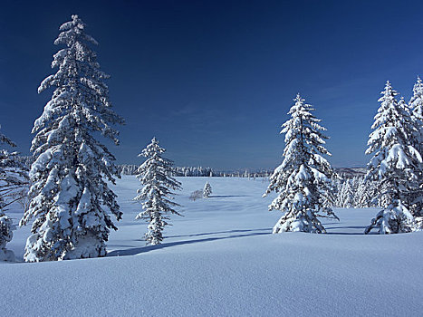 雪原