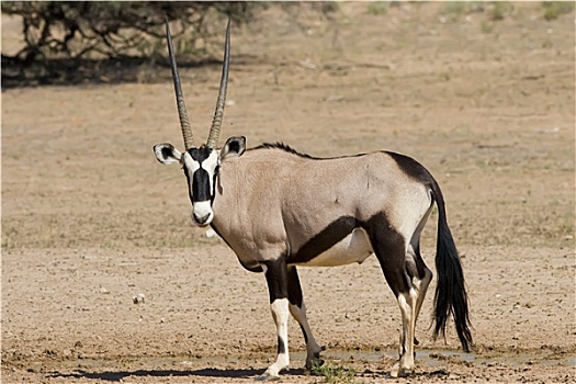 南非大羚羊