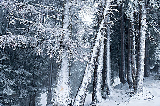 奥地利,蒙塔丰,积雪,树林