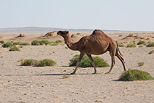 单峰骆驼,荒芜,盐,省,伊朗,亚洲
