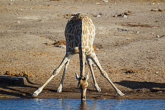 南非,长颈鹿,雌性,喝,水潭,埃托沙国家公园,纳米比亚,非洲