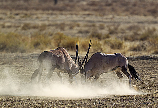 南非大羚羊,羚羊,争斗,雄性,卡拉哈里沙漠,卡拉哈迪大羚羊国家公园,南非,非洲