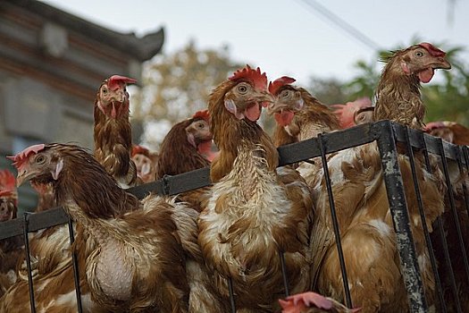 鸡,出售,巴厘岛,印度尼西亚
