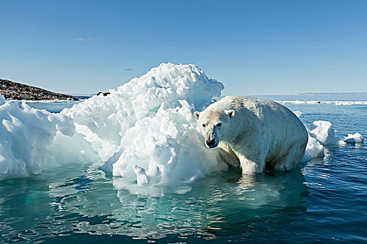 加拿大,努纳武特,领土,北极熊,攀登,融化,冰山,漂浮,冰冻,海峡,靠近,北极圈,哈得逊湾