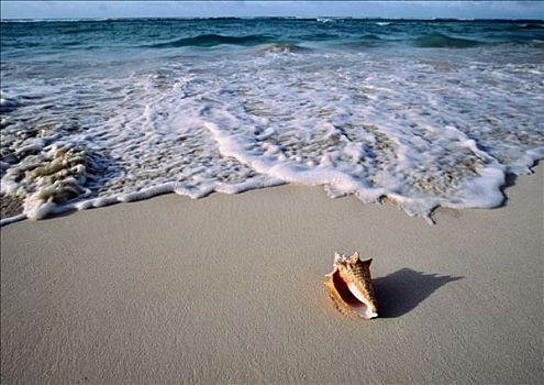 海螺壳,海滩,海浪