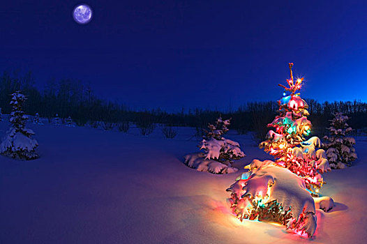 圣诞树,夜晚