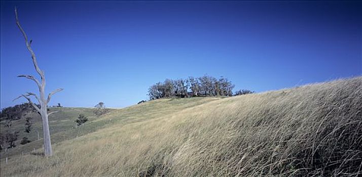 山,农田,房子,树