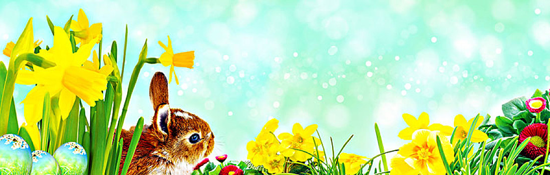 复活节兔子,复活节,草地,复活节彩蛋,正面