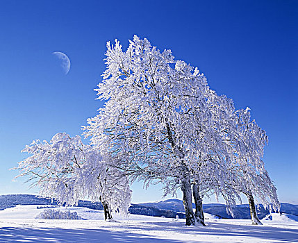 冬季风景,树,积雪,自然,月亮