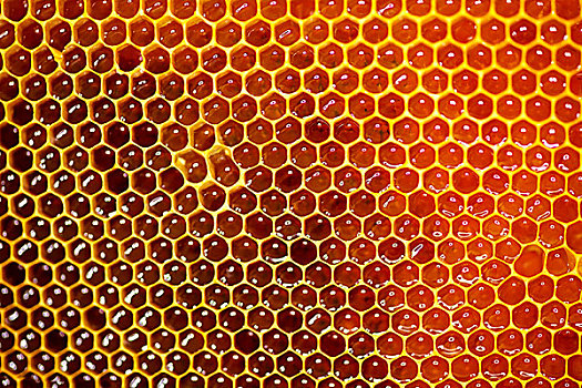 背景,六边形,蜂窝,蜜蜂
