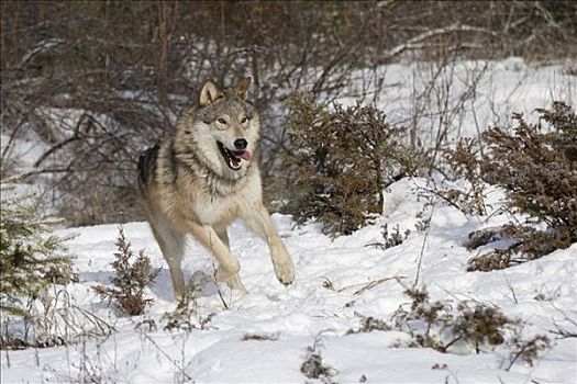 狼,跑,冬季风景
