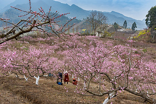 桃花