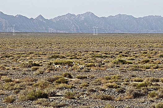 鹅喉羚,黄羊,新疆阿克苏库车