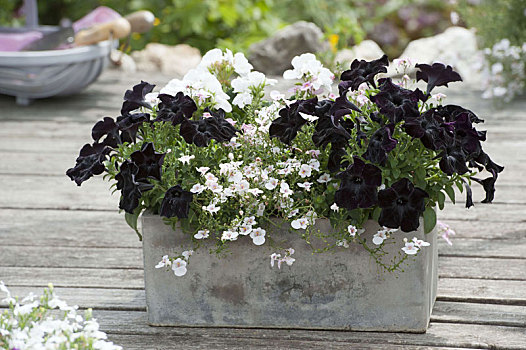 盒子,黑白,矮牵牛花属植物,黑色