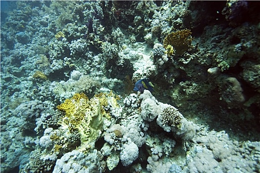 珊瑚,鱼