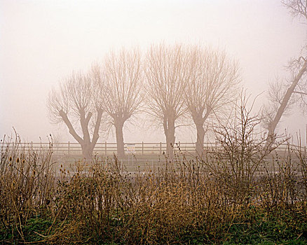 四个,处理,树,锁,灌木,雾气,东英吉利,英格兰,冬天