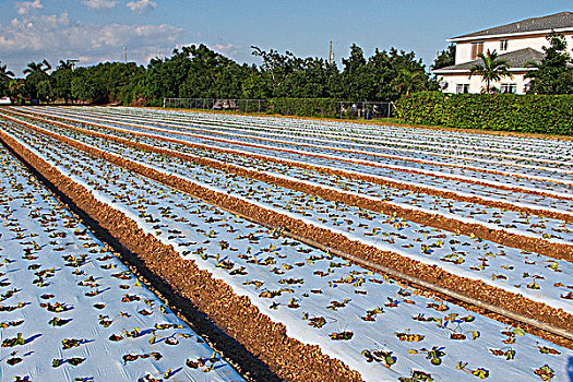 草莓,作物,土地,家园,佛罗里达,美国