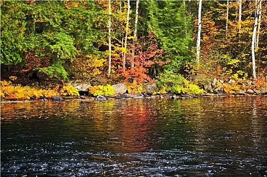 秋天,树林,湖,岸边